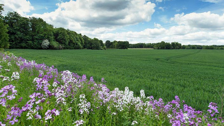 nap-wild-flower-margin-wheat-c-tim-scrivener.jpg
