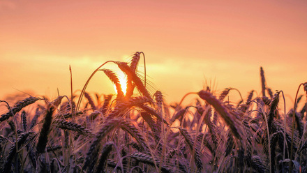 pexels-pixabay-533982.jpg 1