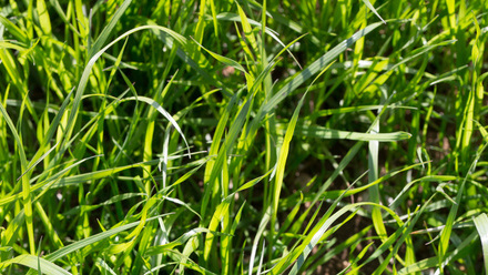 Ryegrass Cropped.jpg