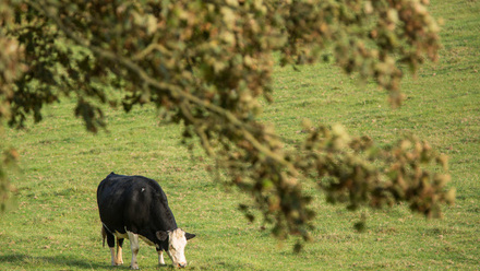 Dairy cows out at grass.JPG