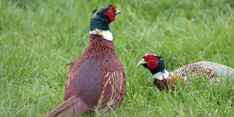game-feed-pheasant-c-tim-scrivener.jpg