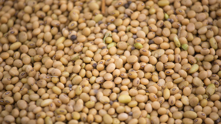 beans pulses c tim scrivener.JPG