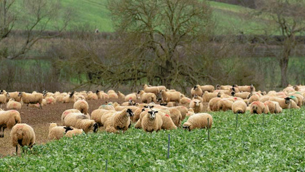 Sustainability-Action-Plan-Sustainable-Raw-Materials-Regenerative-Agriculture-sheep-grazing-cover-crop-c-Tim-Scrivener.jpg