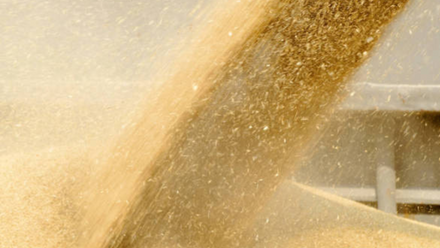 HVDS Grain image- with watermark.png
