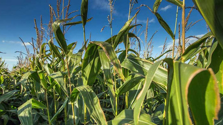 maize-plants-c-tim-scrivener.jpg
