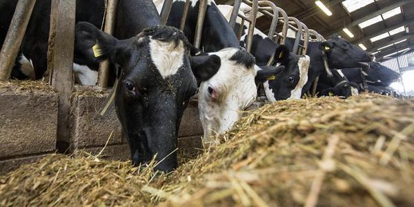 dairy-cows-eatimg-tmr-c-tim-scrivener.jpg