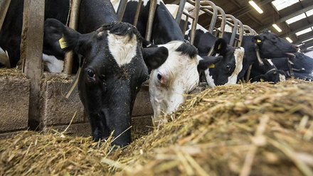 dairy-cows-eatimg-tmr-c-tim-scrivener.jpg