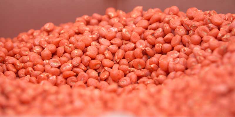 treated-maize-seed-c-tim-scrivener.jpg