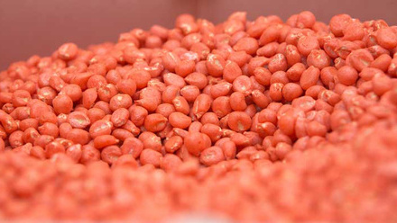 treated-maize-seed-c-tim-scrivener.jpg