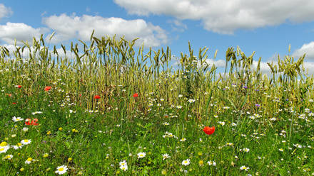 shutterstock_124564135 Edge of wheat field with weed.jpg