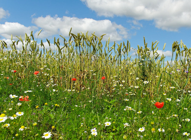 shutterstock_124564135 Edge of wheat field with weed.jpg