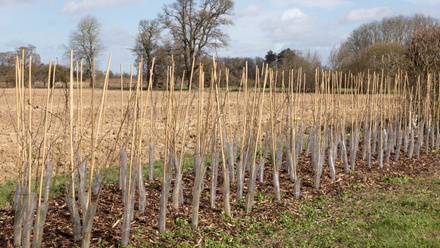 Hedge-photo-for-capital-items.JPG