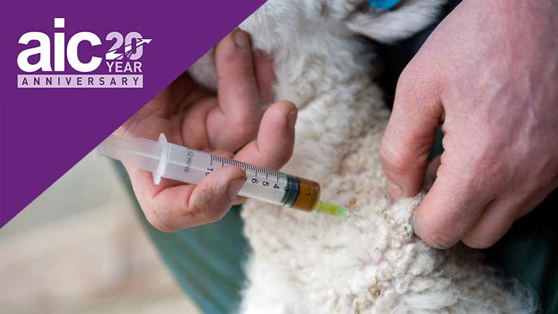 aic-at-20-amr-antibiotics-lamb-c-tim-scrivener.jpg