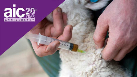 aic-at-20-amr-antibiotics-lamb-c-tim-scrivener.jpg