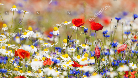 stock-photo-abundance-of-blooming-wild-flowers-on-the-meadow-at-spring-time-81017488.jpg