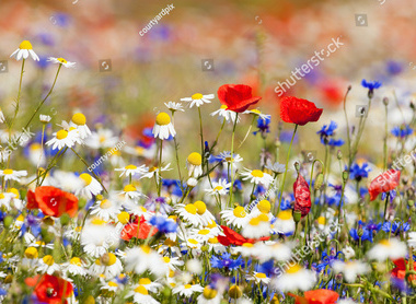 stock-photo-abundance-of-blooming-wild-flowers-on-the-meadow-at-spring-time-81017488.jpg