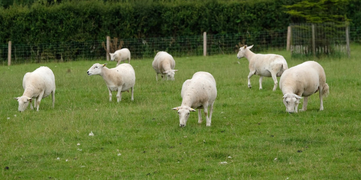 Sheep 2000.jpg