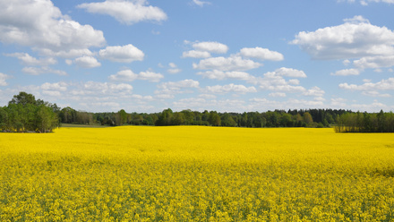 Oilseed field.jpg