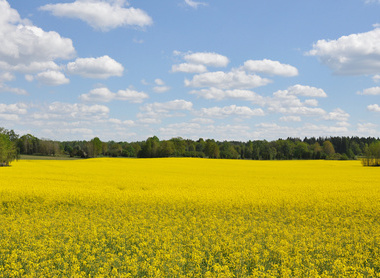 Oilseed field.jpg