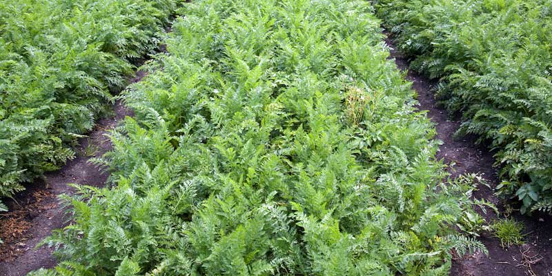 carrots-in-cambridgeshire-fens-c-tim-scrivener.jpg