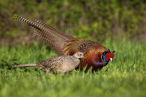 FAR Pheasants1024.png