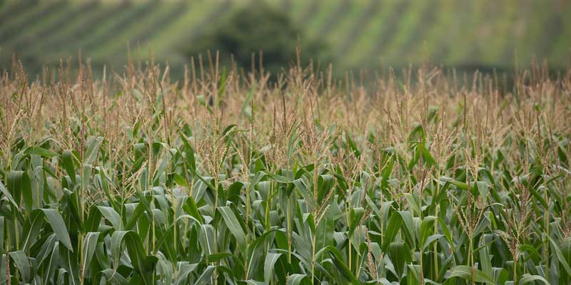 maize-crop-c-tim-scrivener.jpg