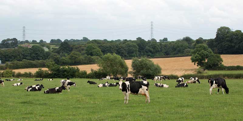 staffordshire-dairy-cows-grazing-c-tim-scrivener.jpg