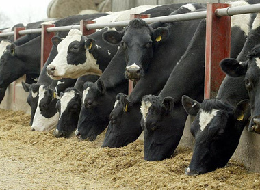 Cows-feeding2.jpg