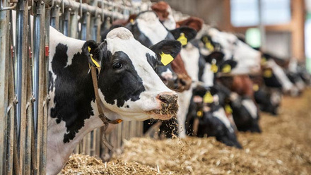 Powering-Productivity-report-dairy-cow-feed-tmr-c-iStock-1205477580.jpg