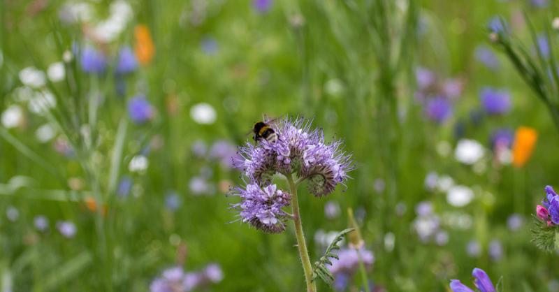 stock-photo-cross-pollination-being-carried-out-by-a-bee-1051881530.jpg