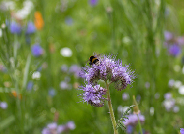 stock-photo-cross-pollination-being-carried-out-by-a-bee-1051881530.jpg