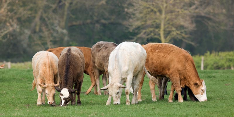 spring-beef-cattle-grazing-c-tim-scrivener.jpg
