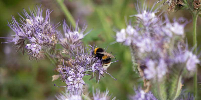 bee-wild-flower-margin-c-tim-scrivener.jpg