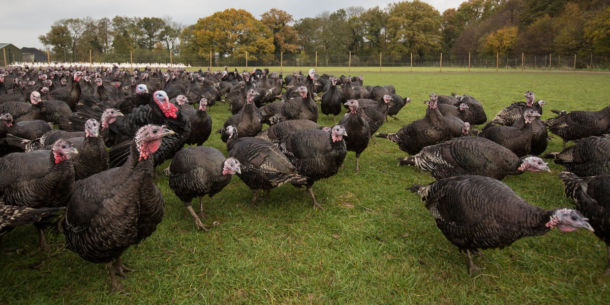 Section 2 Turkeys 2000 .jpg