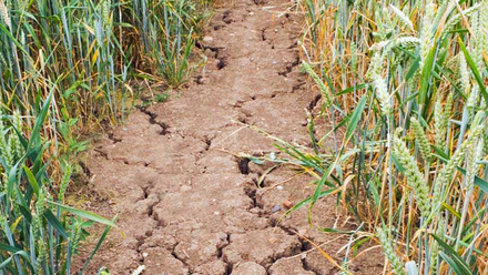 Wheat-Field-drought-Powering-Productivity-report-121010068.jpg