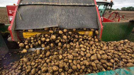 potato-lifting-c-tim-scrivener.jpg