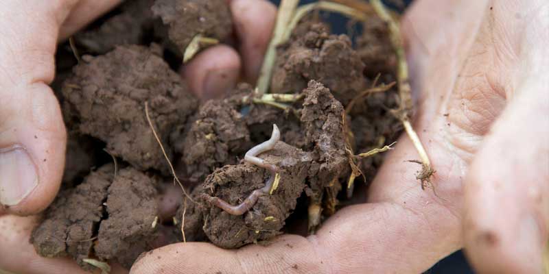 soil-sample-hand-worms-c-tim-scrivener.jpg