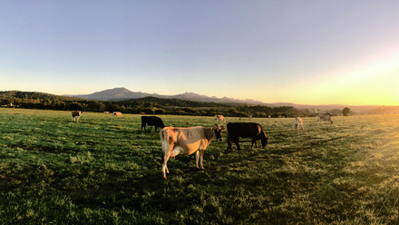 pexels-steynviljoen-787647.jpg