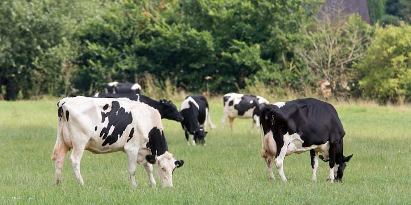 staffordshire-dairy-cows-grazing-2-c-tim-scrivener.jpg