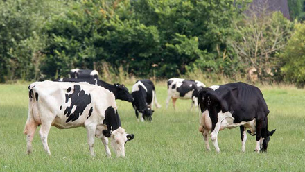 staffordshire-dairy-cows-grazing-2-c-tim-scrivener.jpg