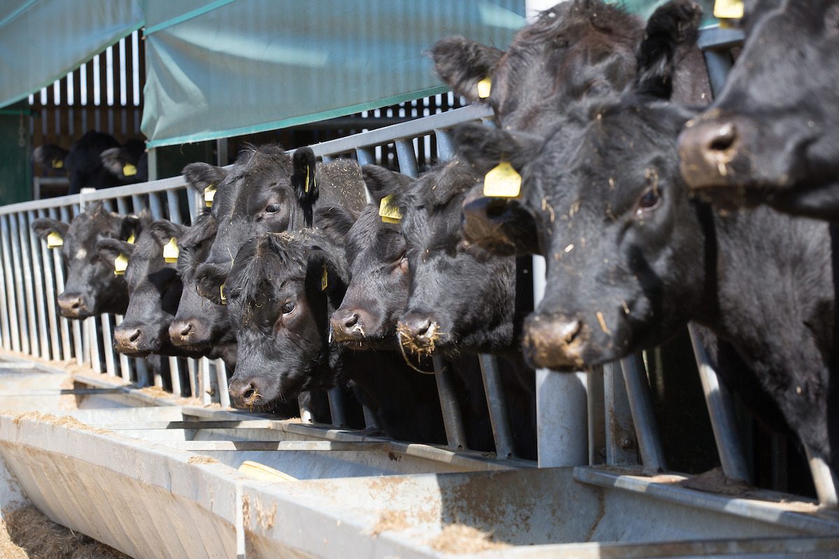 aberdeen angus heifers feed c tim scrivener.JPG