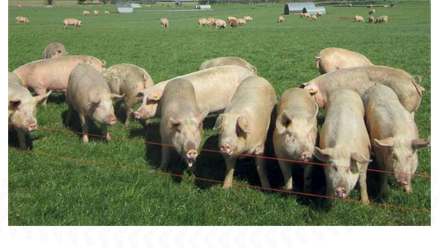 Pigs Cropped 1200.png