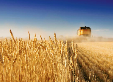 wheat-harvest-combine-harvester-Powering-Productivity-report-2023-c-AdobeStock_4027779.jpg