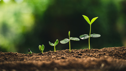 Seedlings-growth-shutterstock_1212803542.jpg