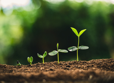 Seedlings-growth-shutterstock_1212803542.jpg