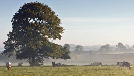 dairy-cows-tree-c-tim-scrivener.jpg
