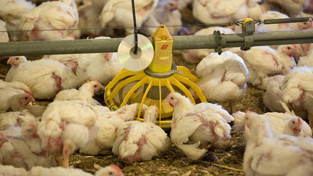 broiler-chicken-feeding-c-tim-scrivener.jpg