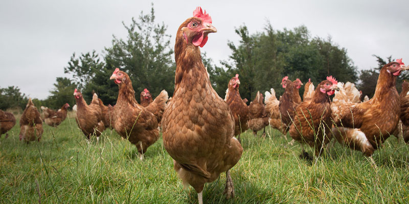 free-range-laying-hens-poultry-grass-c-tim-scrivener.jpg