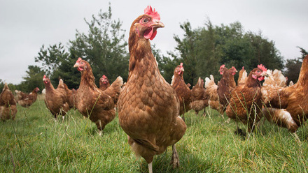 free-range-laying-hens-poultry-grass-c-tim-scrivener.jpg