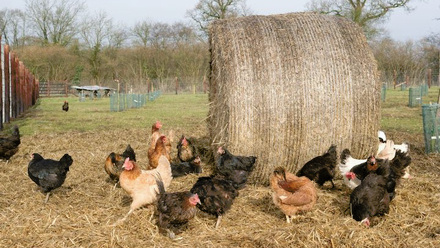 Poultry 720.JPG